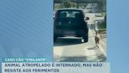 Morre o cão “Vigilante”, atropelado após suposto caso de abandono