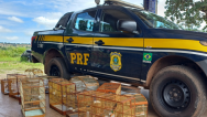 PRF resgata aves silvestres em ações de combate aos crimes ambientais no MA