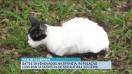 Dezenas de gatos são mortos no bairro da Divineia, em São Luís