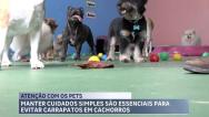 Saiba como proteger e prevenir seu pet de carrapatos