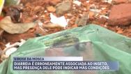 Aumento de chuvas requer cuidados redobrados com a “virose da mosca”