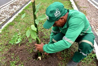 homem planta muda de árvore