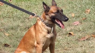 Saiba como é o treinamento dos cães farejados da PMMA