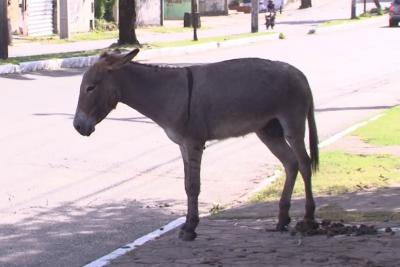 Abandono de animais é crime; denuncie