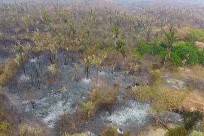 Projeto proíbe desmatamento na Amazônia por 5 anos