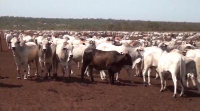 Maranhão já vacinou 85% do rebanho contra a febre aftosa