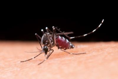 São Luís: Semus intensifica combate ao mosquito Aedes aegypti