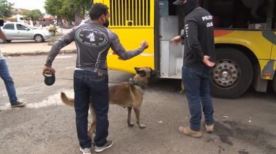 Cães farejadores ajudam no combate ao tráfico em Bacabal