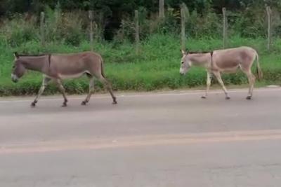 Santa Inês: animais na pista causam acidentes na MA 320