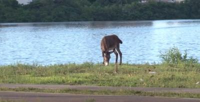 Blitz Urbana retira mais de 60 animais das ruas de São Luís