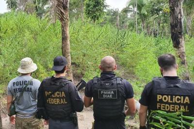 Polícia identifica plantação de maconha em Caxias