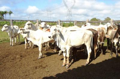 Febre aftosa: 2ª etapa da vacinação no Maranhão começa em novembro