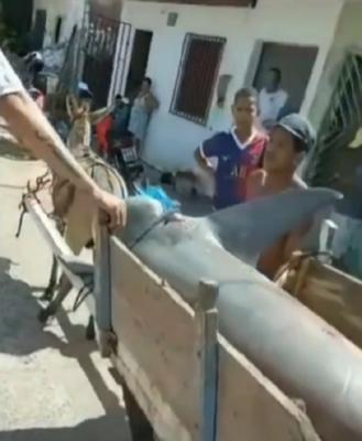 Tubarão é capturado por pescadores em São José de Ribamar