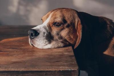 Setembro Amarelo: pets também sofrem com depressão