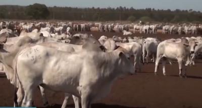 Pecuária: entenda etapas da campanha de vacinação contra febre aftosa no MA