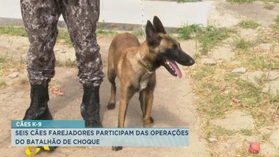 Cães farejadores participam das operações do Batalhão de Choque