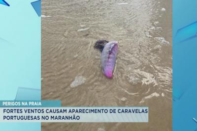 Fortes ventos causam aparecimento de caravelas-portuguesas no Maranhão