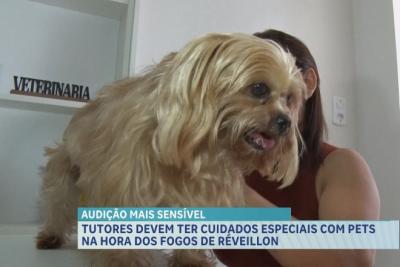 Tutores devem ter cuidados especiais com pets na hora dos fogos de Réveillon