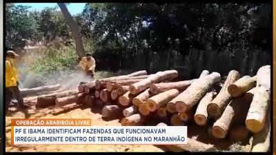 Operação combate extração de madeira em terra indígena no MA