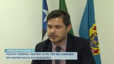 Polígono V: operação da PF combate cultivo de drogas em Centro Novo do MA