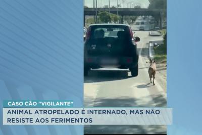 Morre o cão “Vigilante”, atropelado após suposto caso de abandono