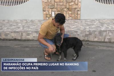 Maranhão ocupa 1º lugar no ranking de infecções por leishmaniose no país