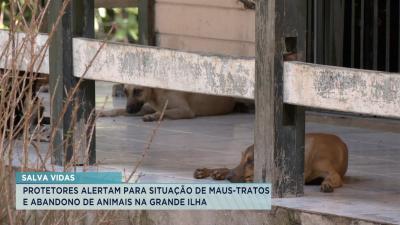 Protetores alertam para situação de maus-tratos e abandono de animais