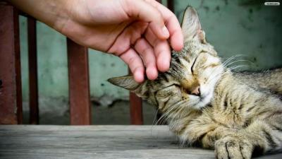 Donos de gatos possuem 30% menos chances de sofrer um infarto