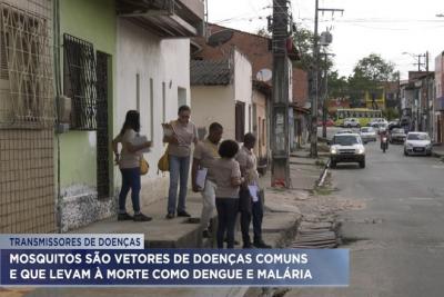 Mosquitos são vetores de doenças comuns que levam à morte