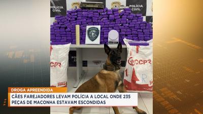 Cães farejadores encontram 235 peças de maconha que estavam escondidas