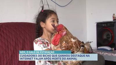 Cuidadores do Galo que ganhou destaque na internet falam após morte do animal