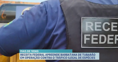  Receita Federal apreende cerca de 185 kg barbatanas de tubarão-azul em São Luís