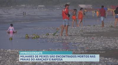 Praias em São José de Ribamar amanhecem com sardinhas mortas na faixa de areia