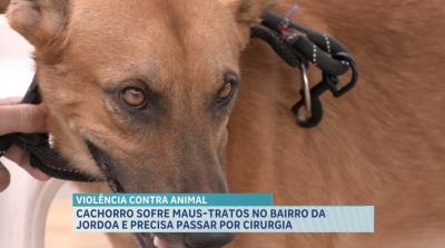 Cachorro sofre maus-tratos e aguarda cirurgia na rede municipal de saúde veterinária