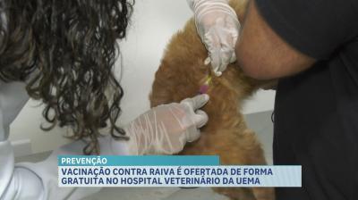 UEMA disponibiliza projeto de vacinação antirrábica para cães e gatos em São Luís