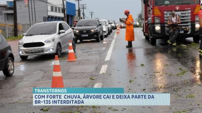 Chuva derruba árvore que deixa trecho da BR-135 interditado