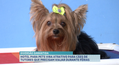 Tutores de cães buscam hotéis especializados durante as férias