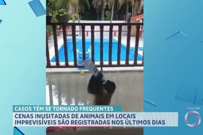 Animais em locais imprevisíveis tem sido registrados nos últimos dias no Maranhão