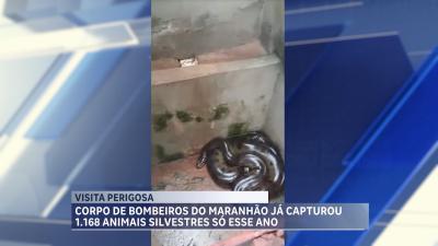 Mais de mil animais silvestres foram resgatados no 1º trimestre de 2024 no MA