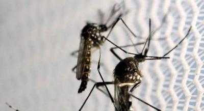  Governo de São Paulo decreta emergência para dengue no estado 