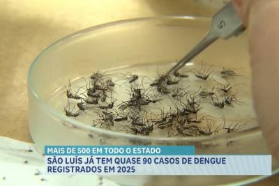 89 casos de dengue já foram registrados na capital em 2025