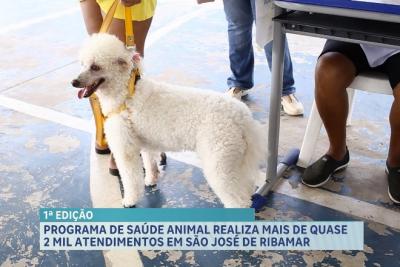 Programa de saúde animal realiza mais de 1.600 atendimentos em São José de Ribamar