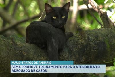 Capacitação sobre atendimento a casos de maus-tratos de animais acontece em SL