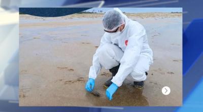 Cerca de 100 aves marinhas são encontradas mortas em praia de Tutóia