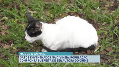 Dezenas de gatos são mortos no bairro da Divineia, em São Luís