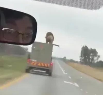 Leão escapa, pula do teto de caminhão e anda em estrada na África do Sul