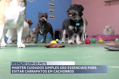 Saiba como proteger e prevenir seu pet de carrapatos