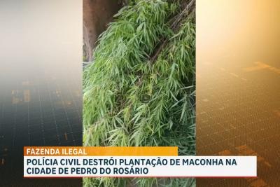 Polícia destrói plantação de maconha e prende 3 suspeitos na baixada maranhense