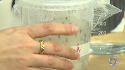 Ressurgimento do sorotipo 3 da dengue pode agravar novos surtos da doença no país
