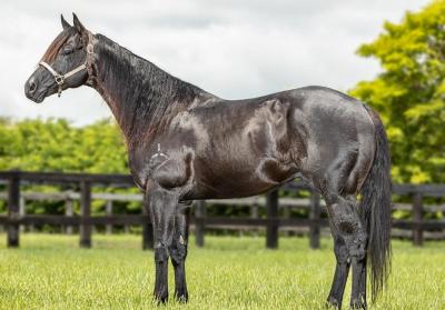 Black Cat Líder: o cavalo brasileiro que quebrou recorde mundial